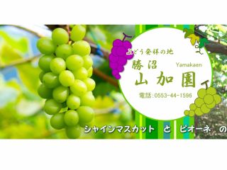 日本のぶどう発祥の地、勝沼の中心地にある 約5,950uという東京ドームより広いぶどう畑を 有する勝沼葡萄観光協会指定のぶどう農園です。