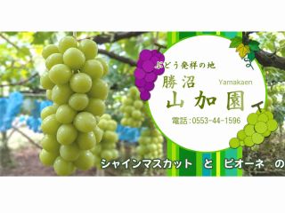 日本のぶどう発祥の地、勝沼の中心地にある 約5,950uという東京ドームより広いぶどう畑を 有する勝沼葡萄観光協会指定のぶどう農園です。