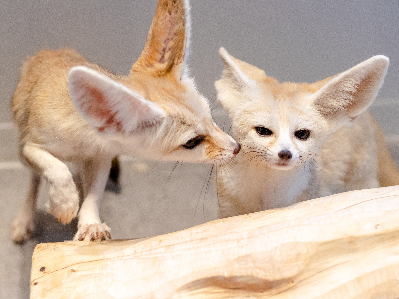 tFlbŃAςlCłBIȂ킢BX^bt݂ȑDȃtFlbNB