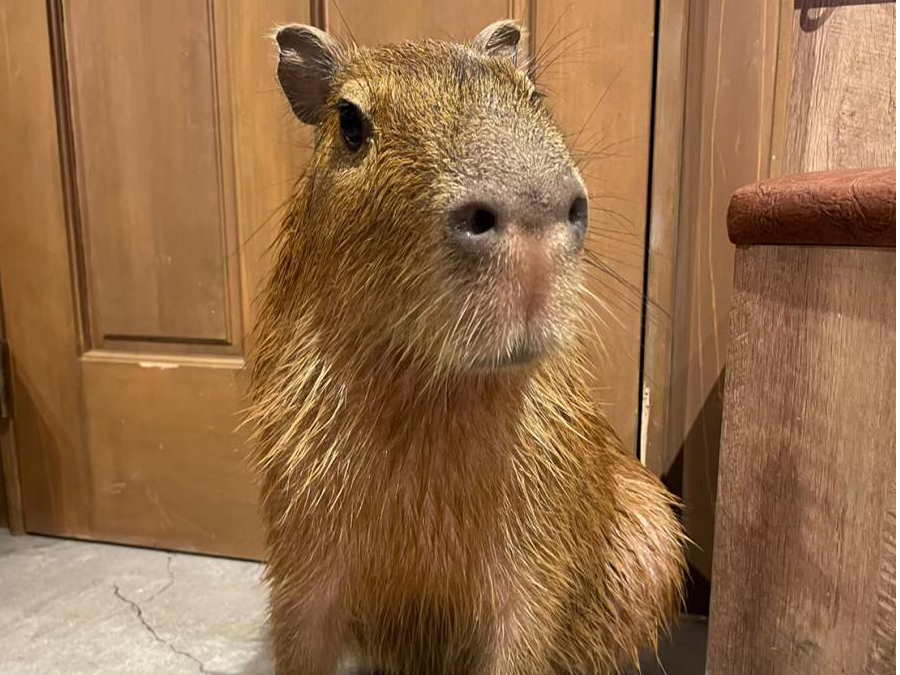 JsoB[ĤׂŁAĂċCłB悵悵ƁASƐQĂ邱Ƃ܂B