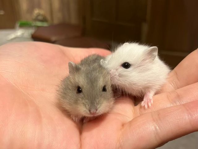 ジャンガリアンハムスターさん。ペットとしても人気のハムスターさん。小さいお子様のはじめてのふれあいにもおすすめです。