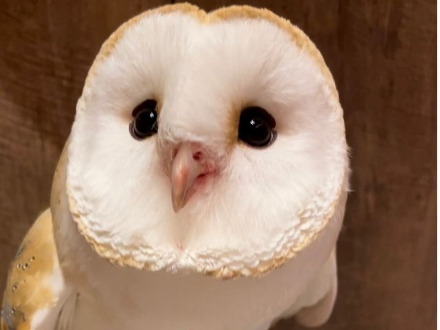 リピーター続出のメンフクロウのもふりん。もふりんに会いに来ました〜〜というお声をたくさんいただきます。人懐っこいところも愛される秘密かもしれません。
