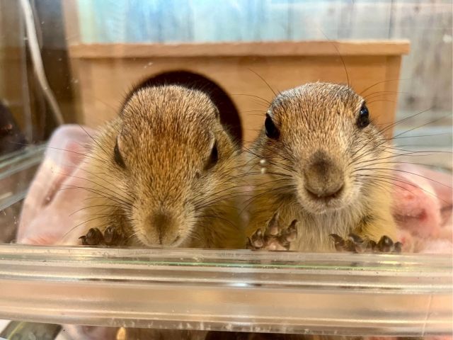 この顔面は〜プレーリードッグさん。やんちゃない一面もありますが、この機会にぜひふれあってみてください。