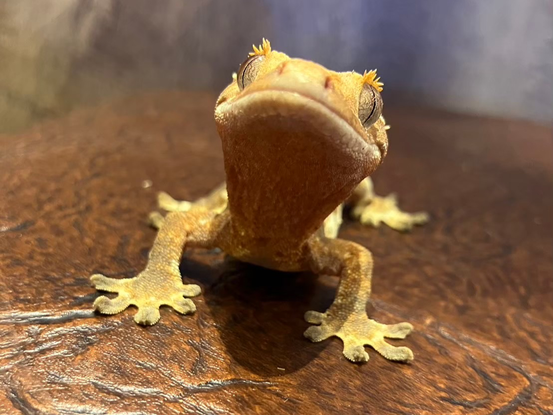 NXebhQbR[B܂т̂悤ȖځB؂Ƃ̂ĂBӂꂠƔ[Ă܂AȂƂȂ̊GłB