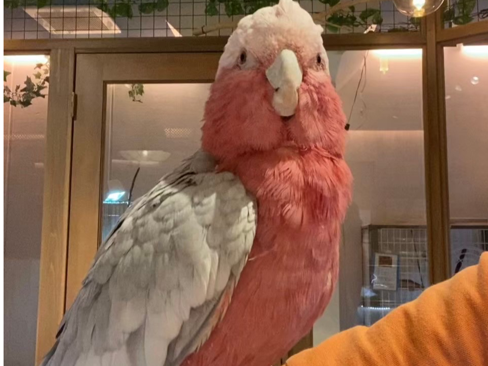 CCRBzA肵ĂBĂƂȂł˂Ƃ悭܂B