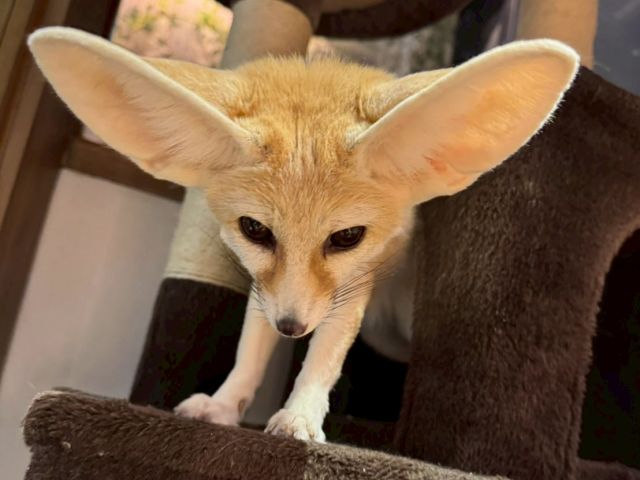 大人気のフェネックさん。おやつあげ体験もできます。缶バッチにもなっています。