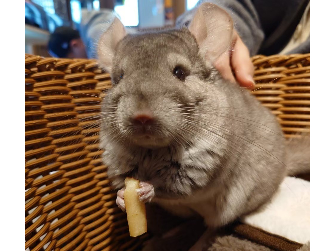 炵ƂӂӂŐlCB̌ł܂B