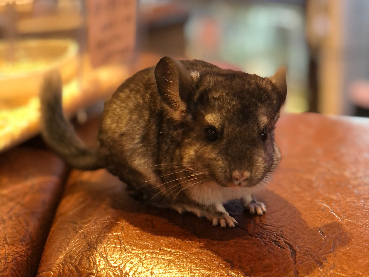 ӂӂ̑\``łBȂđČ܂BĂ킢񂾂B