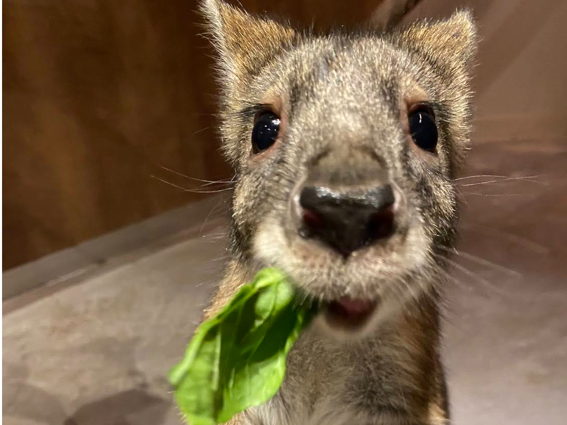 tB[iX^btDȈꖇłBr[́AtB[iIWiʃob`ɂȂĂ܂B