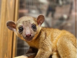 キンカジューのきんたろうくん。甘えん坊でやんちゃ盛りなきんたろうくん。〜〜遊ぼう〜〜あそんで〜〜ふれあうお客様をメロメロにさせています。