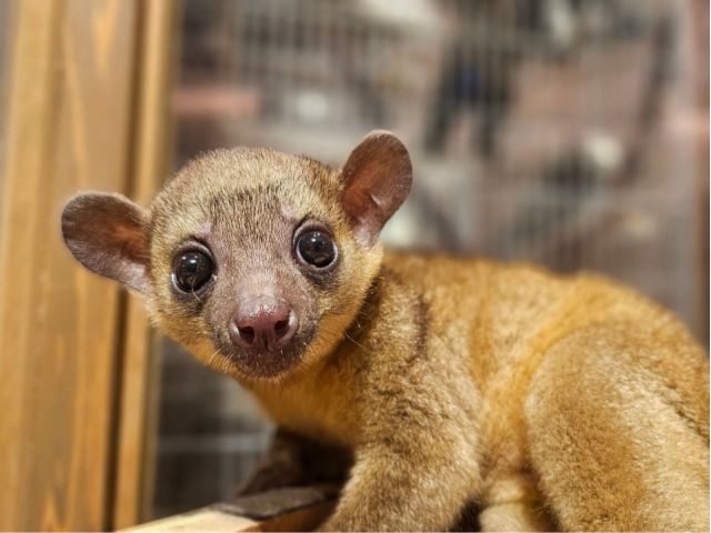 キンカジューのきんたろうくん。甘えん坊でやんちゃ盛りなきんたろうくん。〜〜遊ぼう〜〜あそんで〜〜ふれあうお客様をメロメロにさせています。