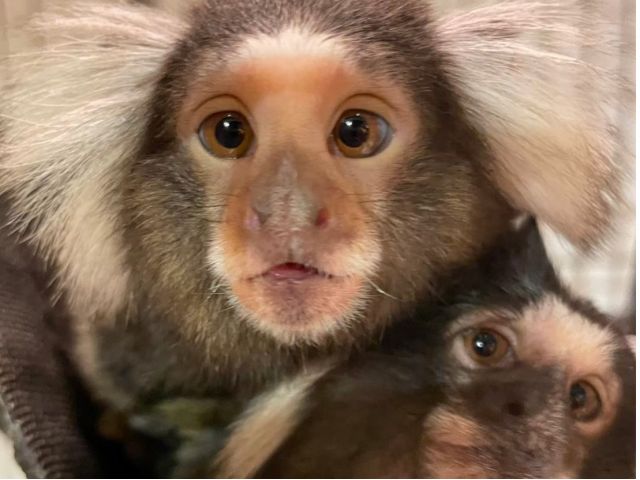 コモンマーモセットさん。小さいおさるさんで、肩にもぽんと乗ってくれます。おやつも大好きで、見せるだけで嬉しそう。