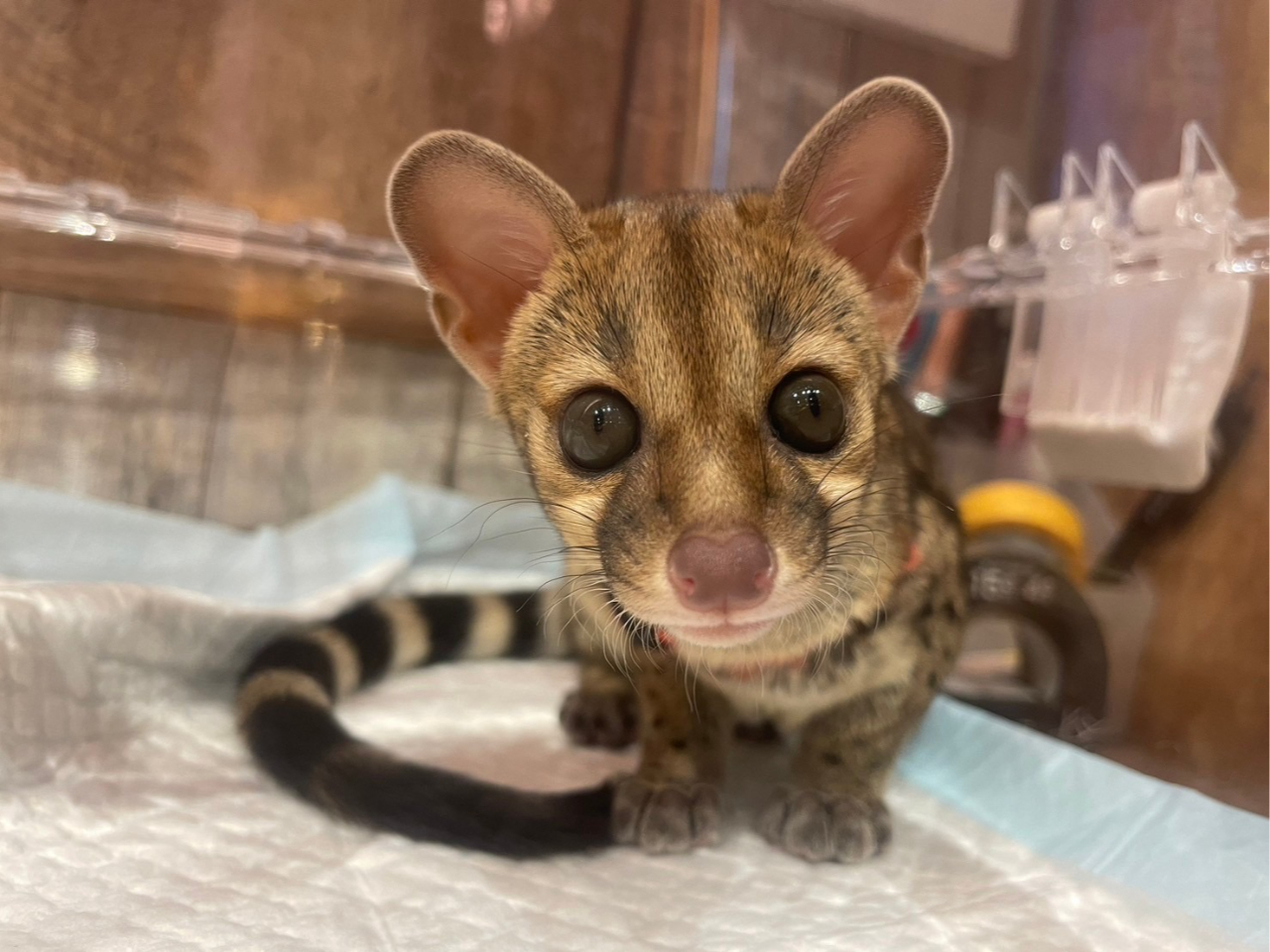 WRElRBR[q[uRsEAbNvŗLłBlRȂ񂾁`ƌ܂AlRł͂܂@WRElRȂ̃WRElRłB