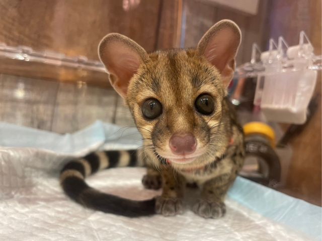 ジャコウネコさん。高級コーヒー豆「コピ・ルアック」で有名です。ネコなんだ〜と言われますが、ネコさんではありません ジャコウネコ科のジャコウネコです。