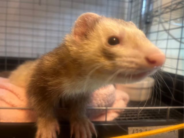 フェレットさん。ぐでんぐでんのふにゃんふにゃんが愛好家にはたまらない。