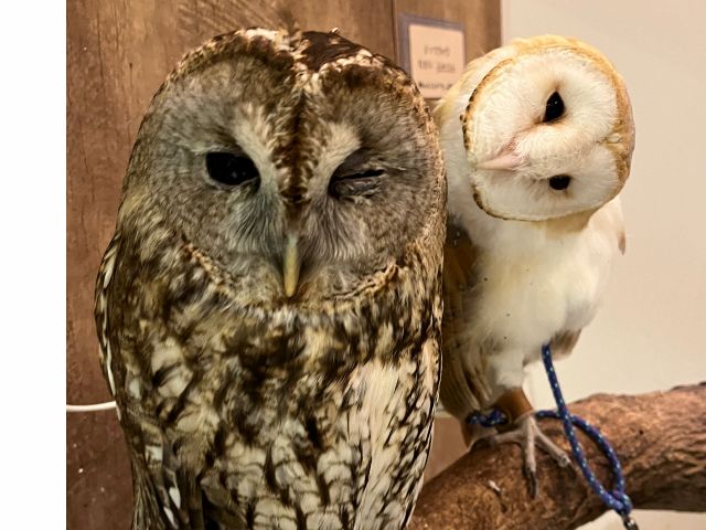 ふれあい人気のふくろうさん。思っているよりおとなしくて、もふもふでした〜とよくいわれます。