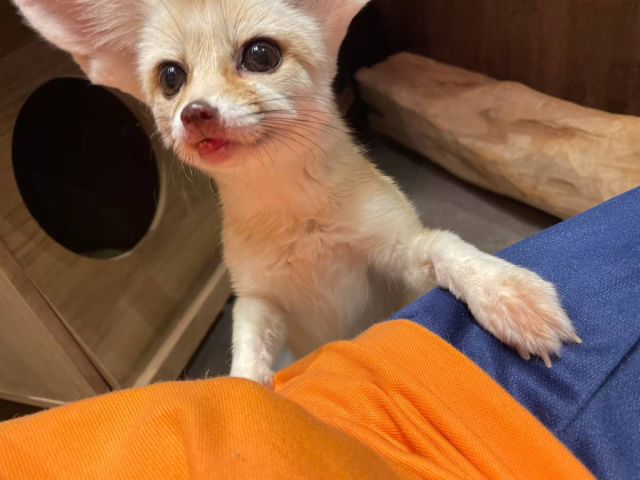 フェネックさん。甘えん坊さんです、おやつは大好きなので見せると、すぐに嬉しそうにしてくれます。