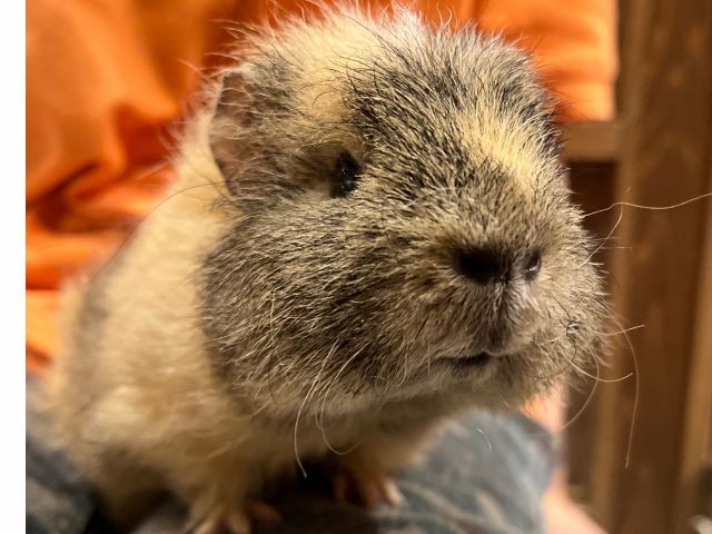 テディーモルモットのぼくちゃん。