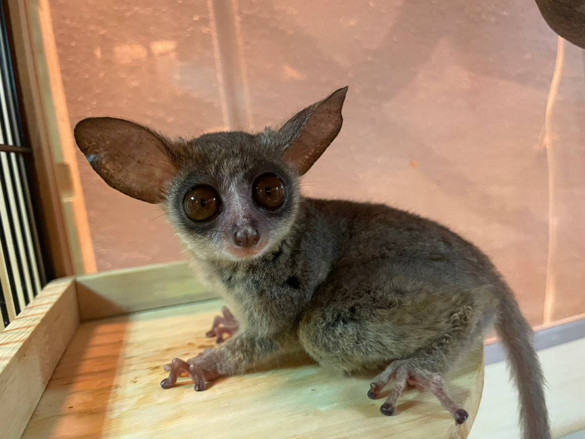 V[KSB܂܂ÂVłCږڂƂĂL[gB