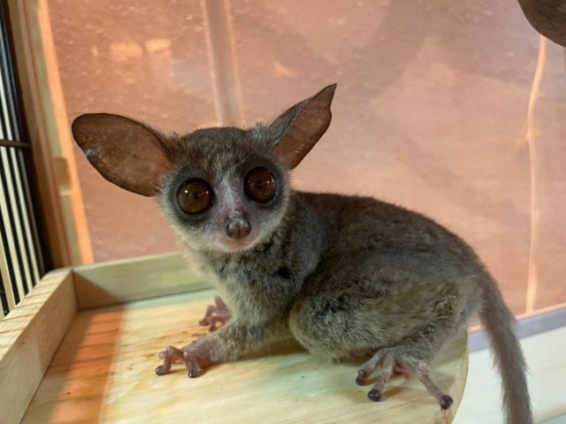 ショーガラゴさん。まだまだ甘えん坊ですが,お目目がとってもキュート。