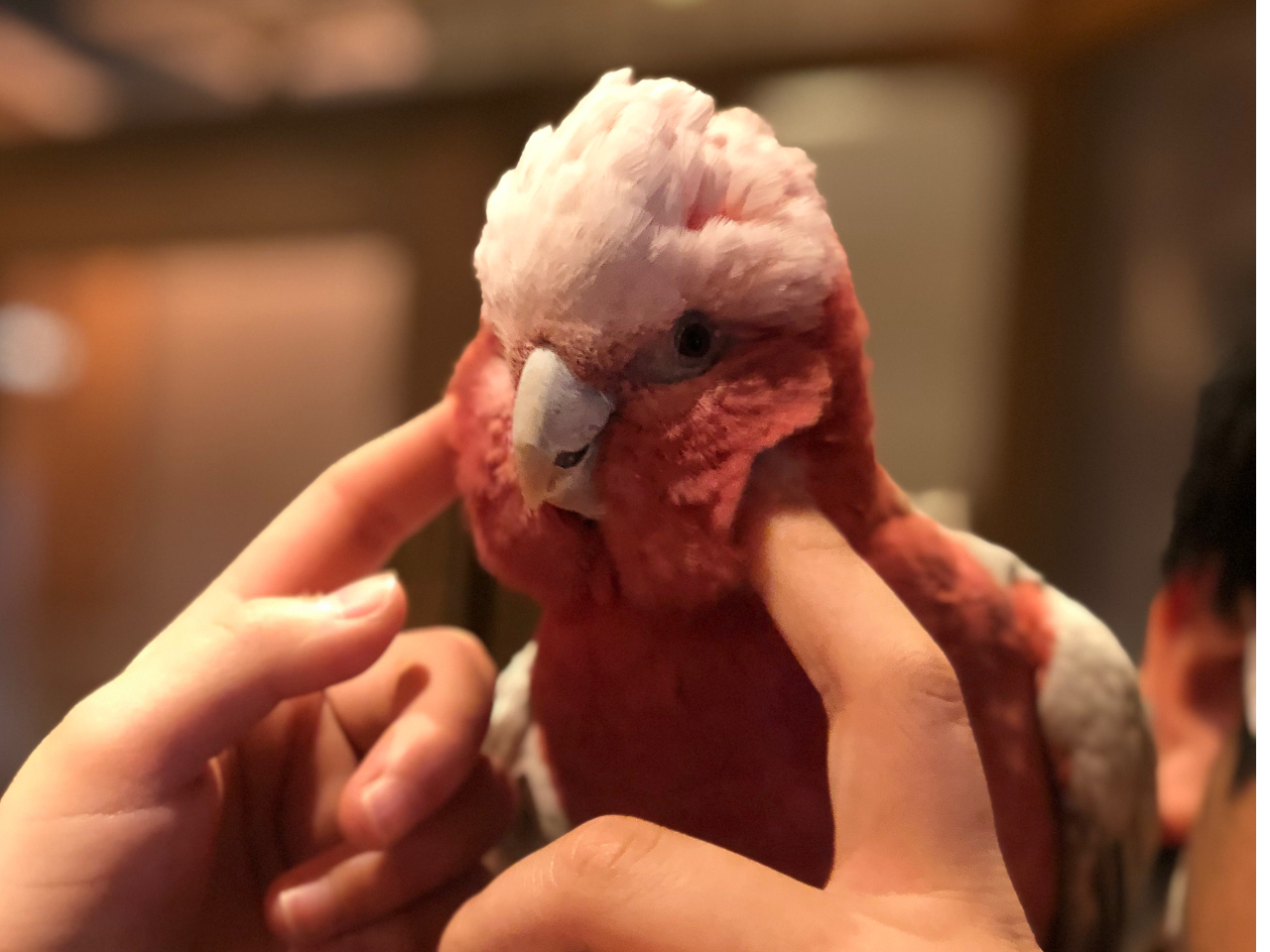 写真はモモイロインコさん。きれいな桃色をしています、思っているよりずしっと重いです。オキナインコさん、ウロコインコさんもいます。