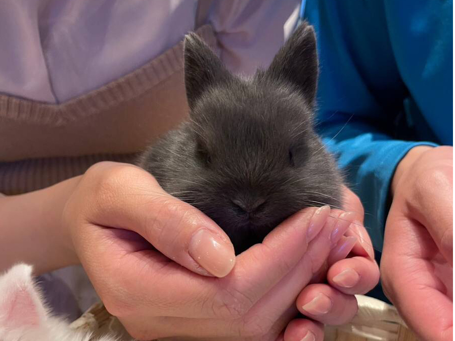 血統書付きのネザーランドドワーフさん。かわいいお耳が特徴的です。運が良ければもふもふの赤ちゃんもふれあえます。
