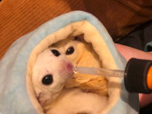 フクロモモンガさん。おやつあげ体験は、お子様にはもちろんみなさまに大人気です。くりくりの目でみつめてくれます、そして小さなお口で上手に食べてくれますよ。