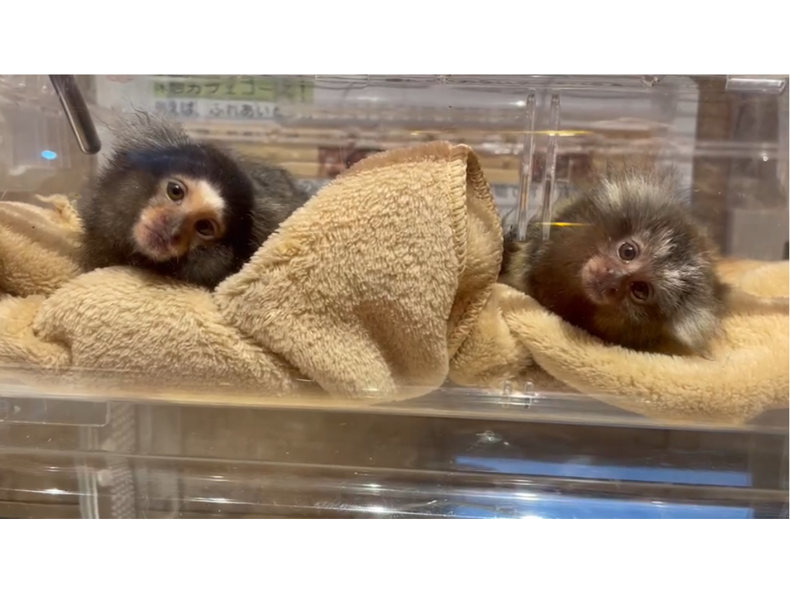 R}[ZbgB()A(E)2CƂsvcɎĂ܂l