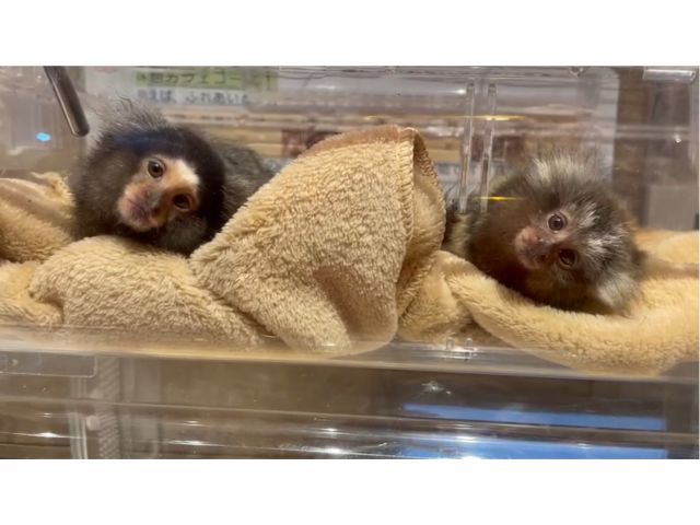 コモンマーモセットさん。レムちゃん(左)、ちょもすけくん(右)2匹とも不思議そうに首をかしげていますネ