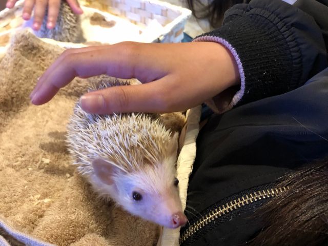 ハリネズミさんも、おやつをあげながらふれあえます。とげとげが痛いのでは?とよく質問されますが、実際はどうなんでしょうか?ぜひ、会いに来てください。