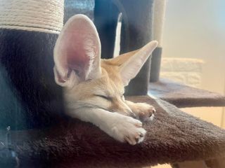 フェネックさん。おやつあげ体験も人気です♪