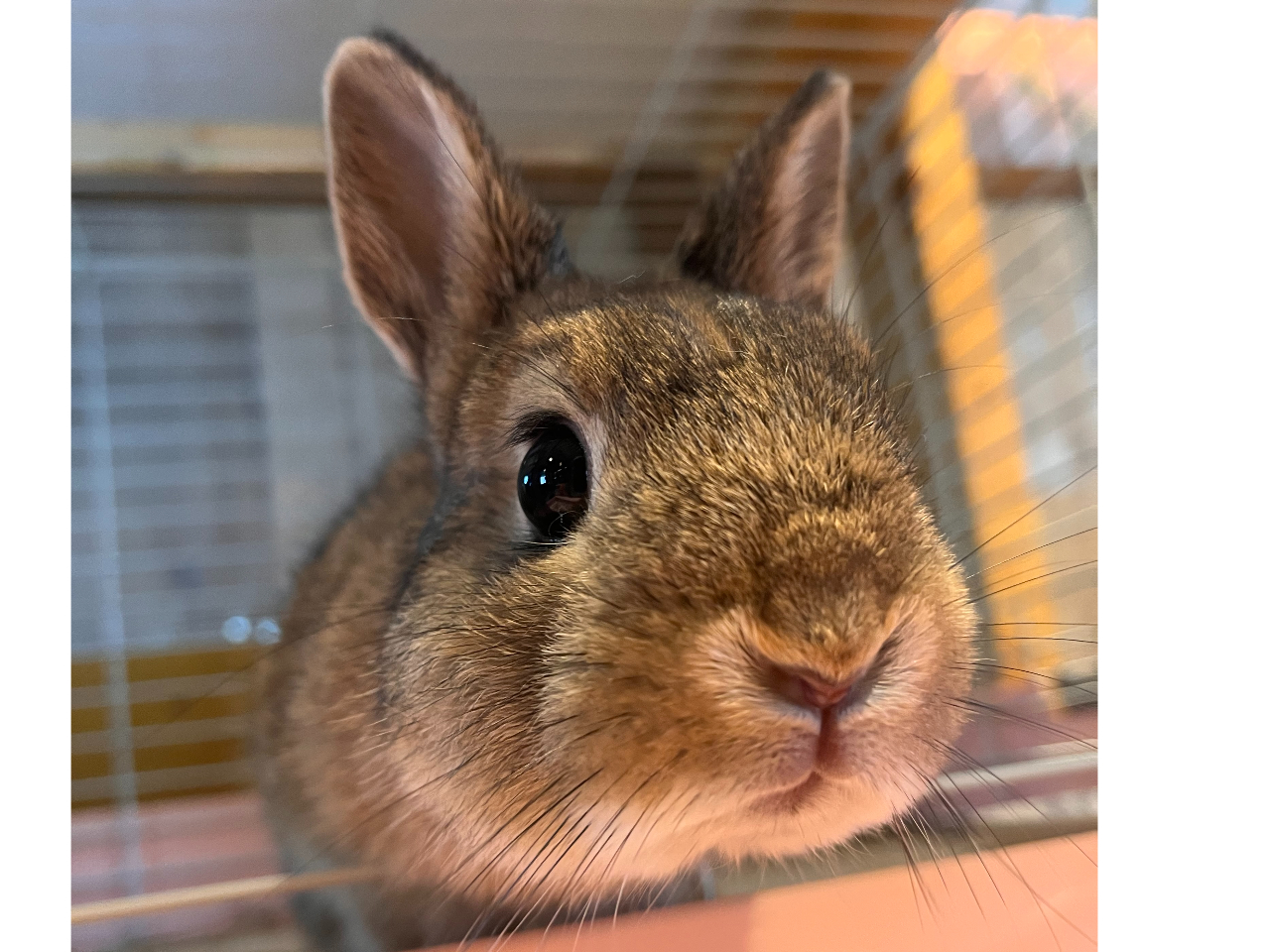 �E�T�M������s���̐l�C�ł��ˁB