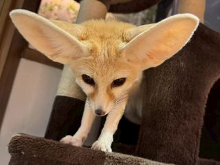 大人気のフェネックさん。おやつあげ体験もできます。缶バッチにもなっています。