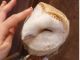メンフクロウさん。腕に乗ってきてくれることも。