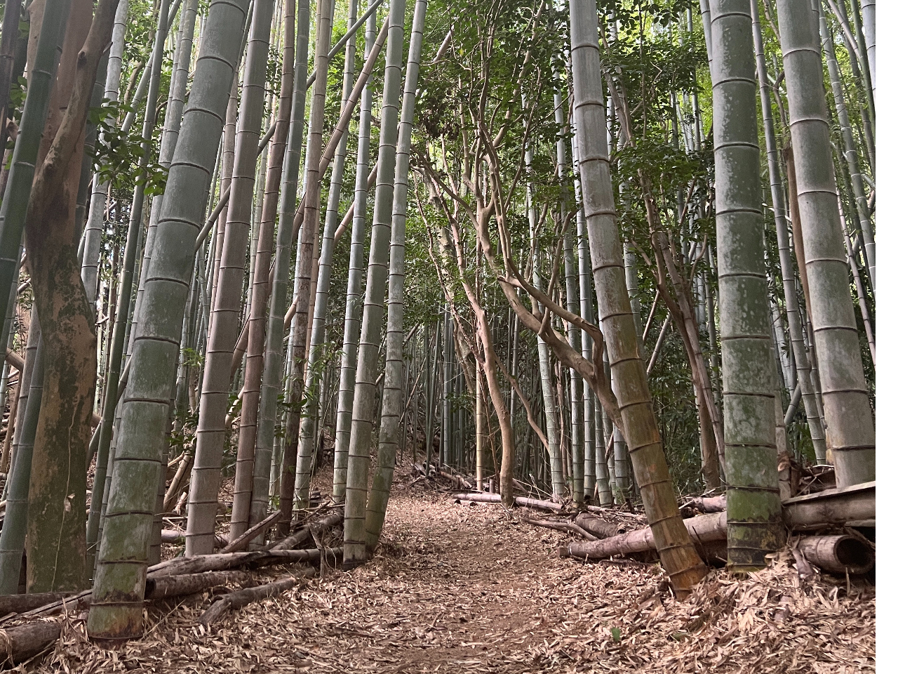 ubVNtgGAւ̓|т𔲂Ĕ閧n֌͋Cł