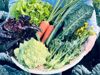 定番野菜から珍しい野菜までさまざまな種類を用意しています。ぜひ採りたての新鮮な野菜を食べてみてください!