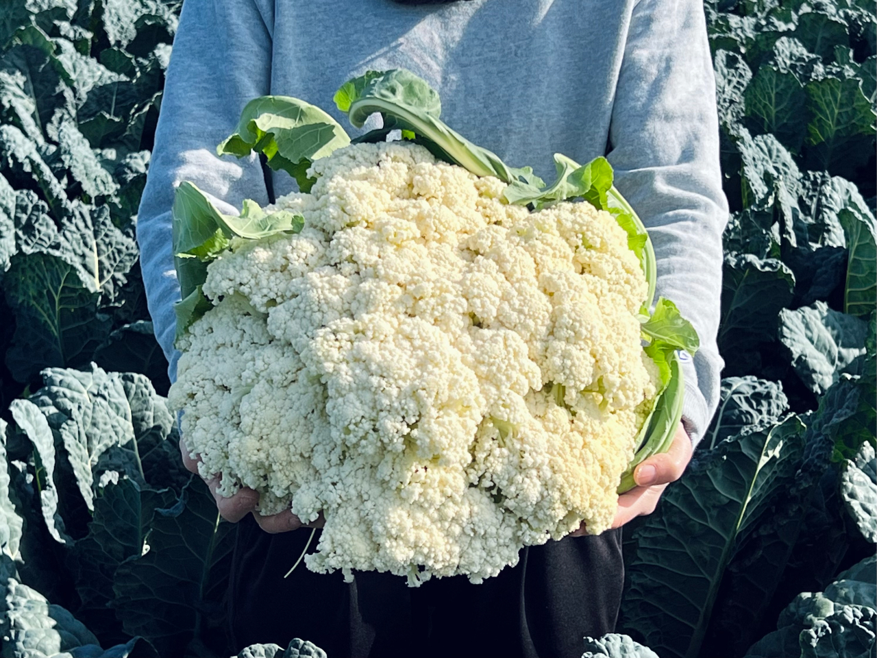 قǂ̑傫IRRVHƊÂ̐ViXeBbNJt[uJt[vBxHׂa݂ɂȂ邱ƊԈႢȂI