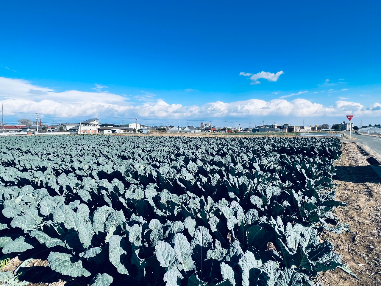 ؂̎ނɂĔقȂ܂̂ŁAn؂ɂĂ͂QARĈړĂ܂BLł̂ŎqǂĂvłB