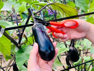 群馬は夏秋のナスの生産量が日本一!ぜひ採りたての新鮮なナスを食べてみてください!収穫体験は20〜30分程度(時間制限はありません)。