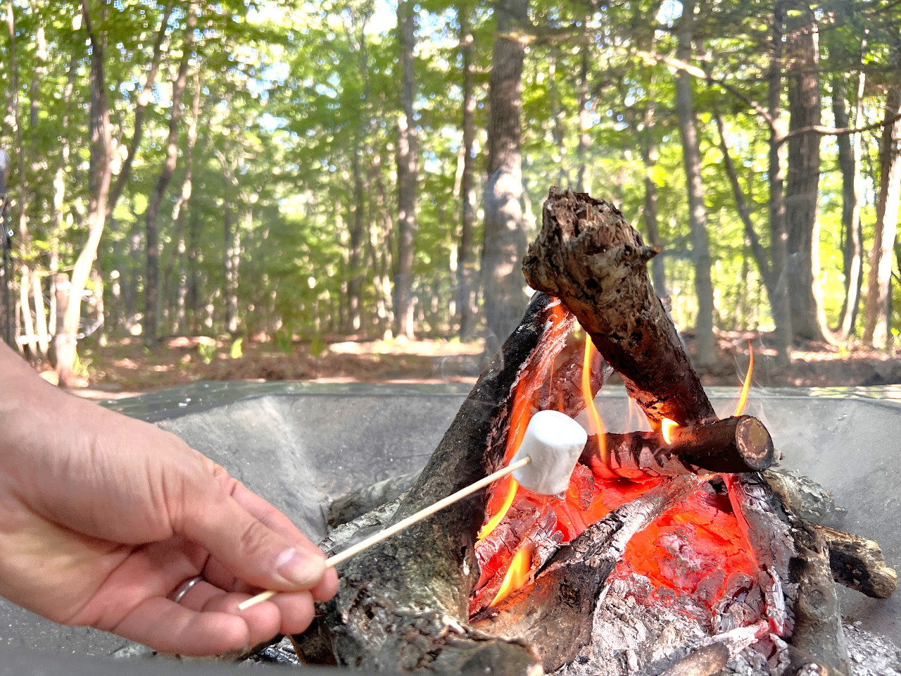 焼きマシュマロが無料で食べられますよ〜!!