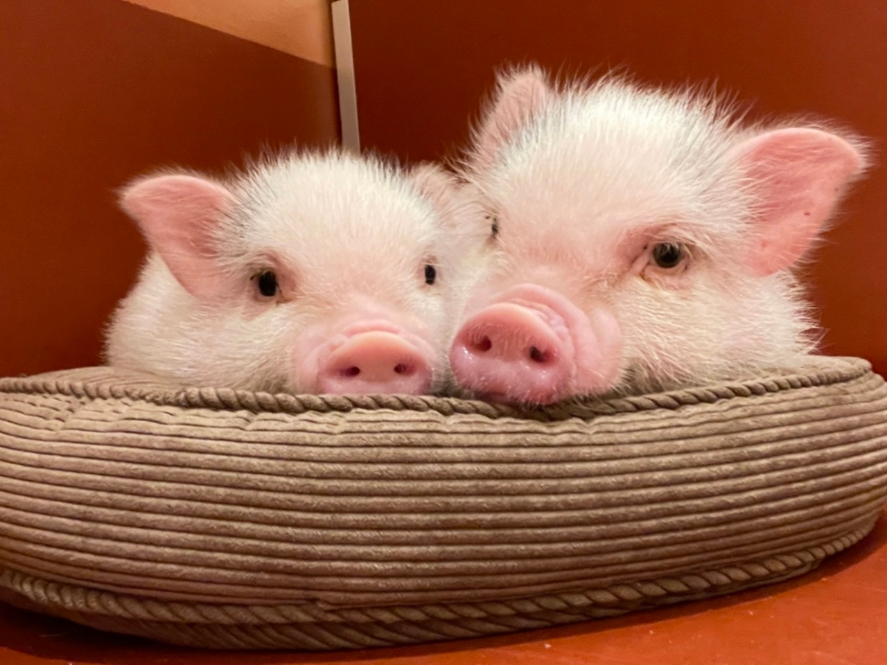 個室には2匹のpigちゃんがお迎えしてくれます!!
