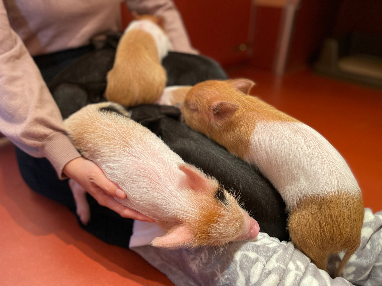 お膝の上で寝てしまうpigちゃんたち、優しい温もりを感じてください!!