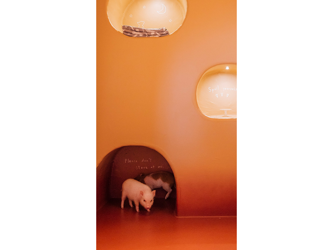 丸いお部屋はpigちゃんのおうちのようです!!