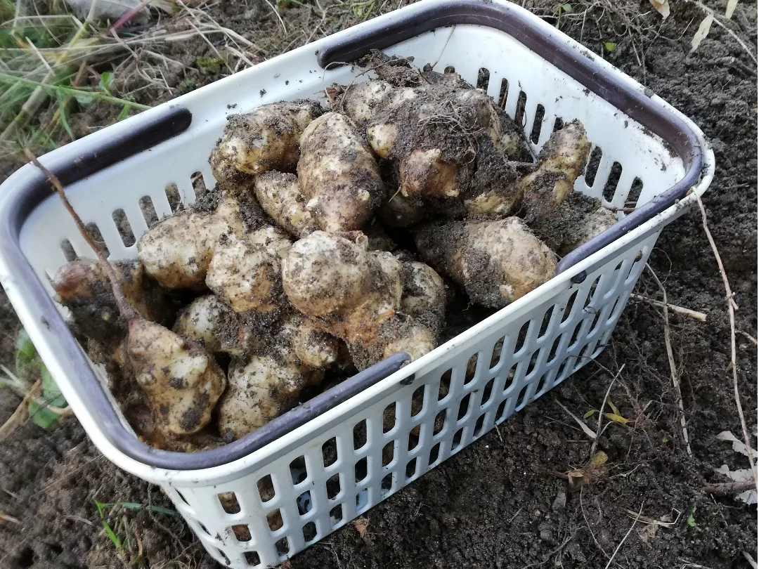 �����ɃJ�S�����ς���