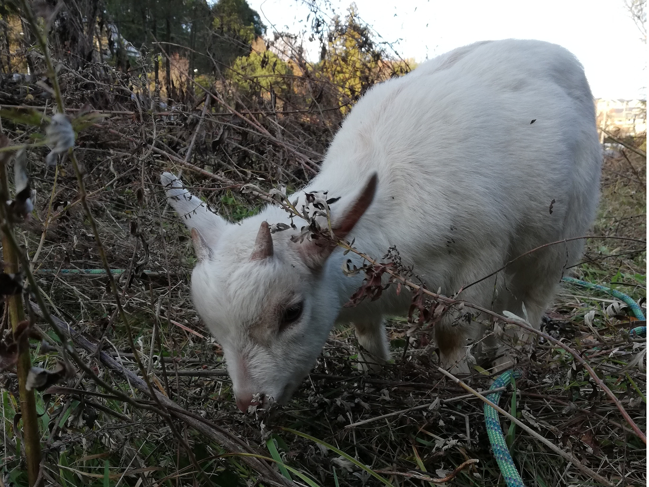 ���M�����B���͂ꂽ�s�t��Еt���Ă���Ă��܂�