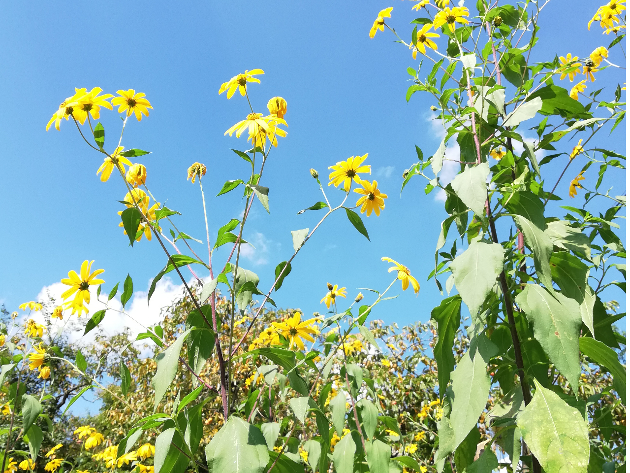 �H�ɂ̓q�}�����̂悤�ȉԂ��炩���܂�