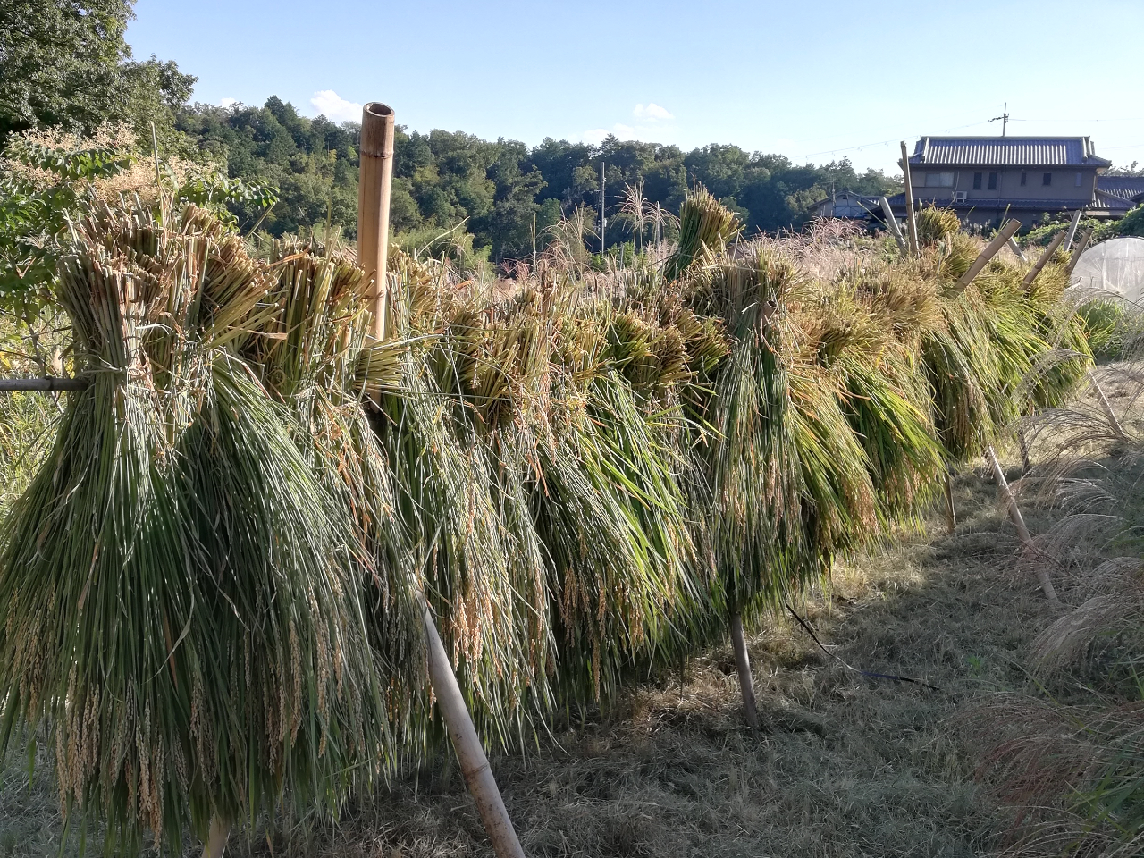 田んぼ　農業　ころがし 田ころがし〜🌾 – わんぱく自然農園