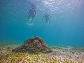 ウミガメを近くで観察できます♪チャンスがあれば一緒に泳げるかも!