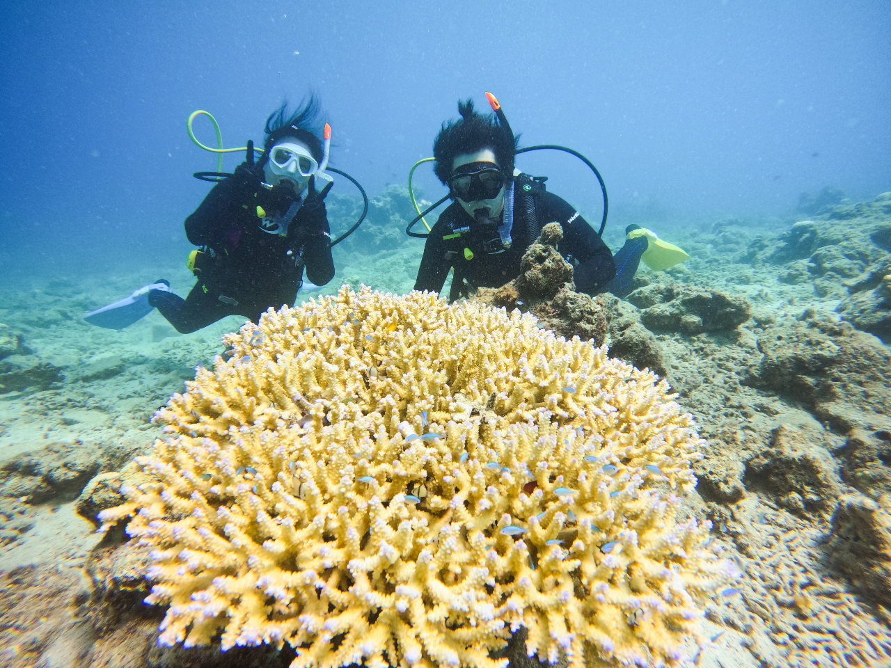 綺麗なサンゴと一緒に♪