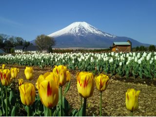 チューリップ 4月下旬〜5月上旬